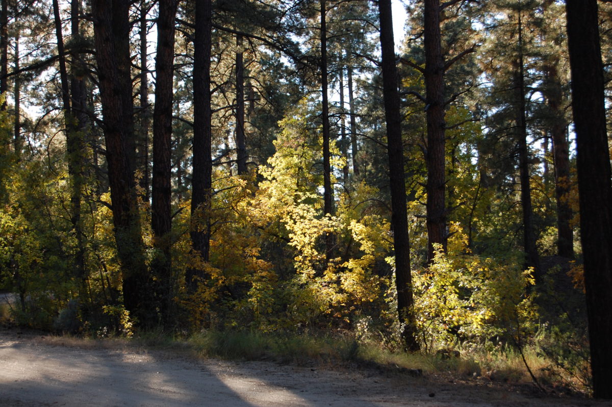 Photo image of autumn forest by Jenise Cook on Pixabay.com www.JeniseCook.com