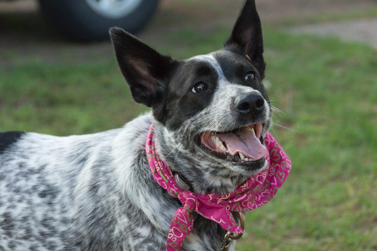 photo image of australian cattle dog to go with story by JeniseCook.com titled Rescued