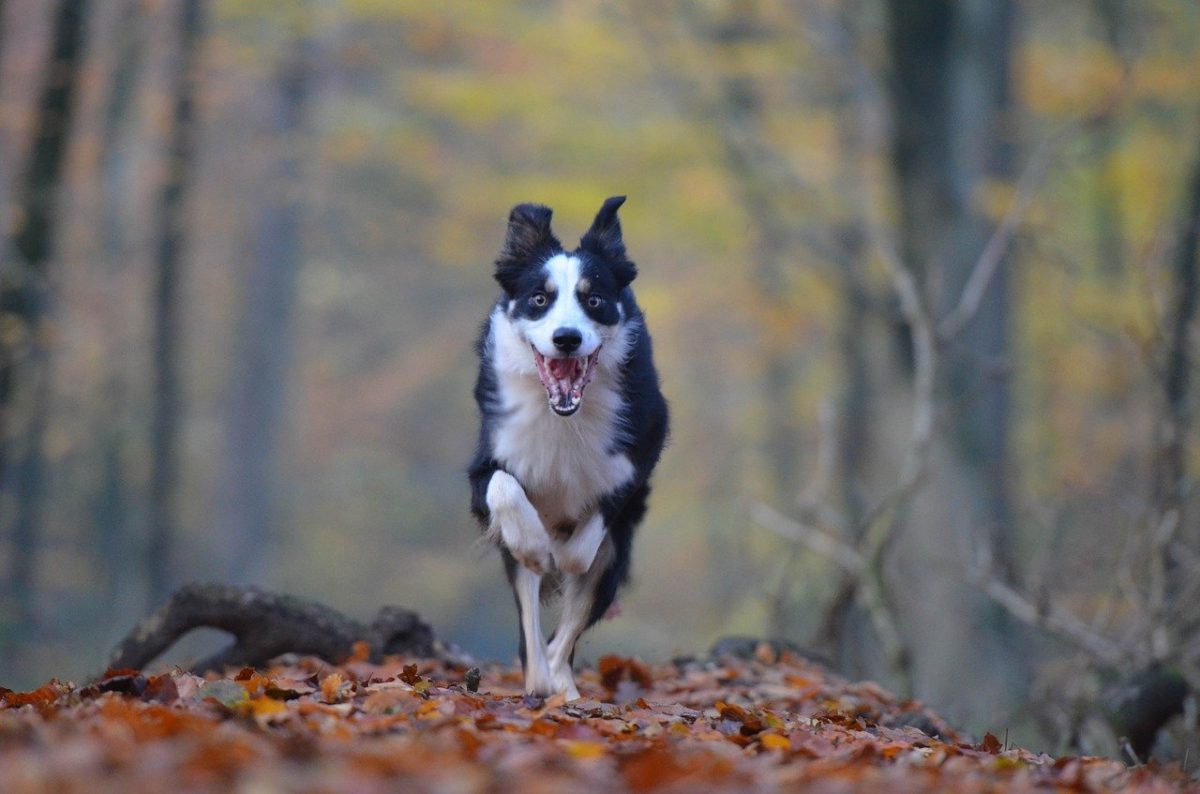 image of border collie running autumn for tiny story The Rainbow Bridge by JeniseCook.com