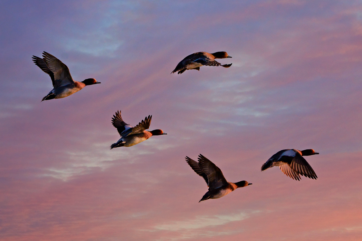 photo of migrating ducks flying in sunrise for Haiku by JeniseCook.com