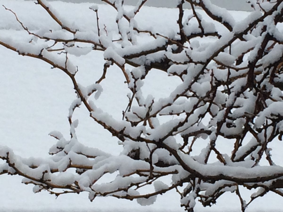 photo of snow on branches against a snowy white background by JeniseCook.com