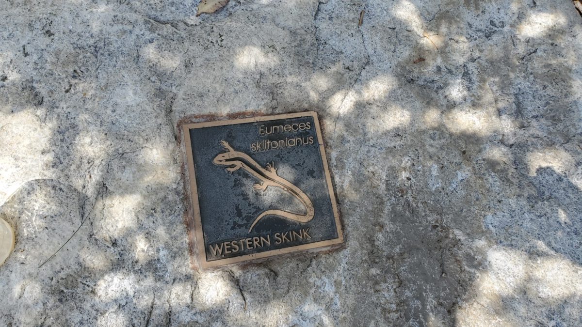 Photo of Western Skink wildlife marker by Teresa Barnes