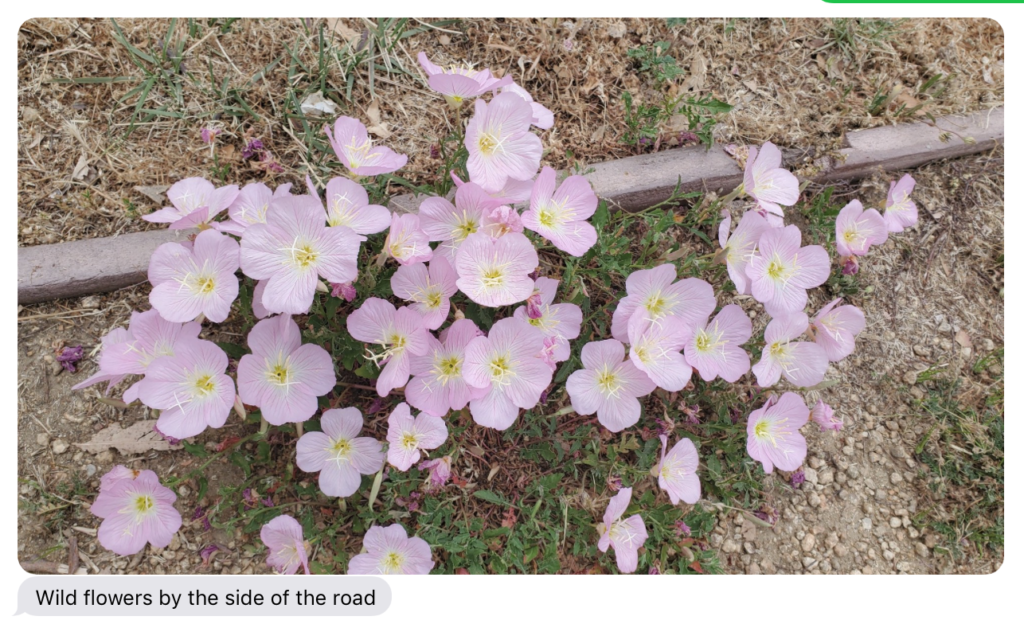 screen shot of text message wildflowers by the side of the road