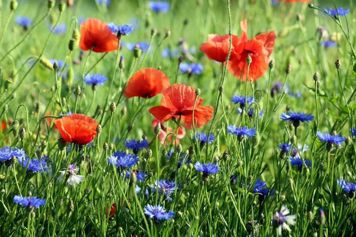 photo image wildflowers on grassy hillside for haiku verse sun kissed wildflowers by JeniseCook.com